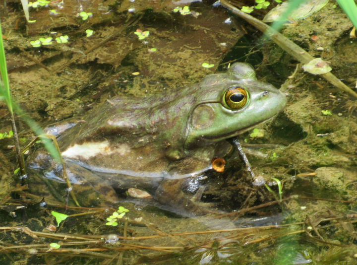 American Bullfrog